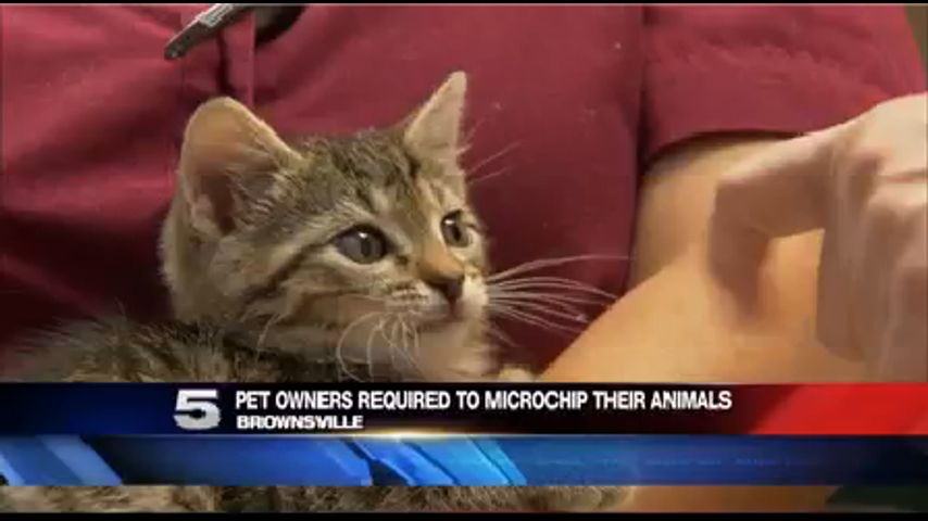 Residentes de Brownsville deben Implantar Microchip a sus Mascotas