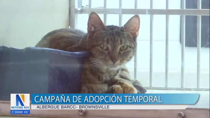 Albergue de mascotas en Brownsville busca refugio temporal por fiestas festivas