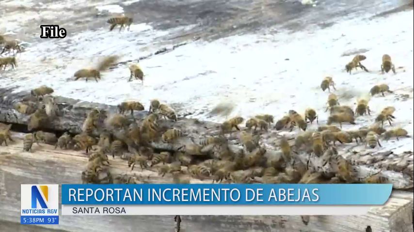 Ciudad de Santa Rosa reporta aumento de colmenas de abejas en la zona