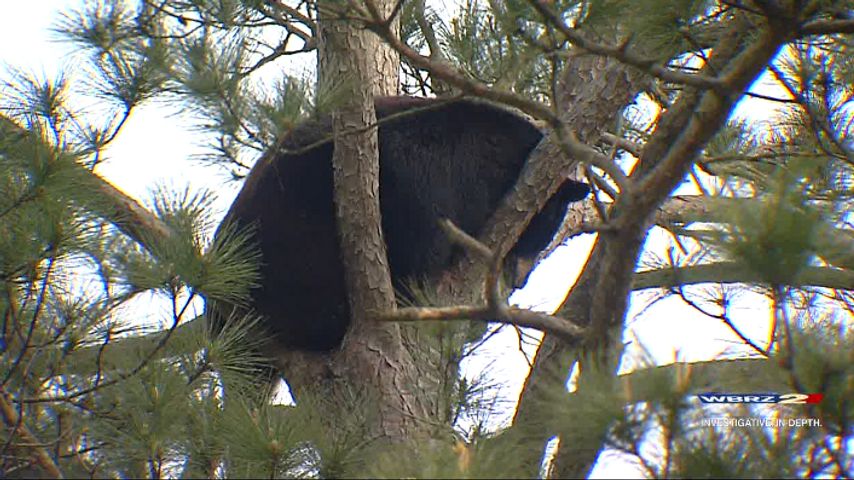 Louisiana Black Bear Hunting Coming Back In 2024   JUbOI8XVKnvk YxzAPXcQAO5wdZ G6e WgK4AIdmaraTM2keGXX7IJa BRACFdCJr4s1z8tXnj7LXs7rZD07DwjxIXw8OU7IEOSM0DKvqmlA