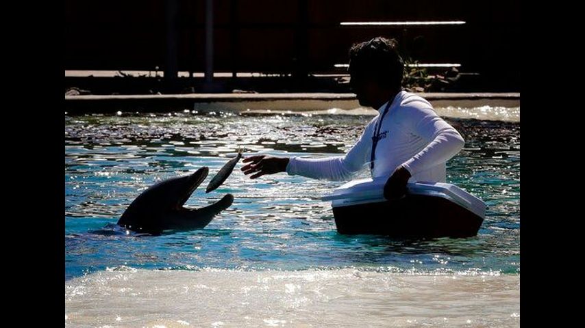 Desert dolphin attraction hit by 4 deaths