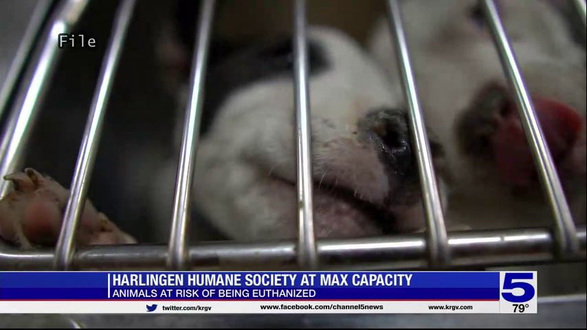 Adoption fees at Harlingen humane society being waived