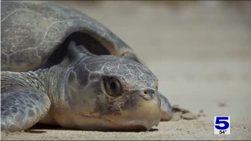 In a record turtle nesting year, scientists still worry about rising tides and temperatures