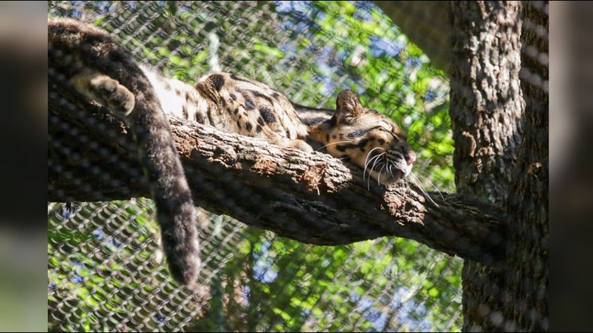 Missing clouded leopard from Dallas Zoo is found; police say enclosure had  been 'intentionally' cut