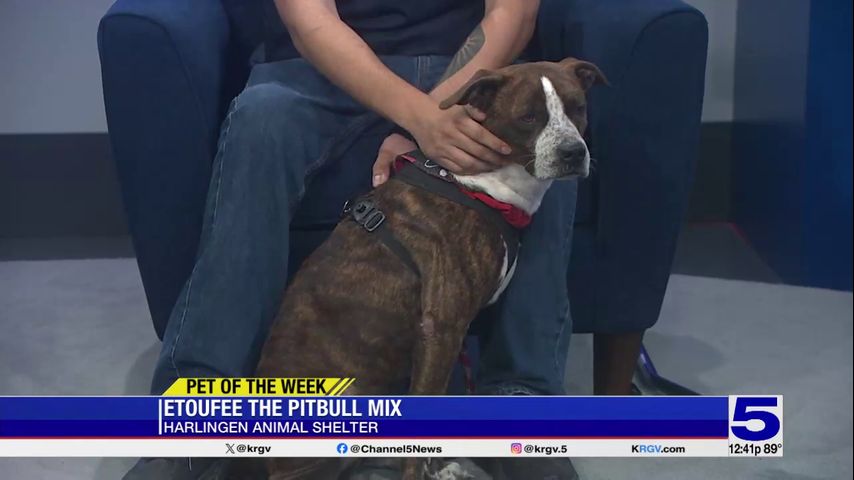 Pet of the Week: Etoufee the pitbull mix
