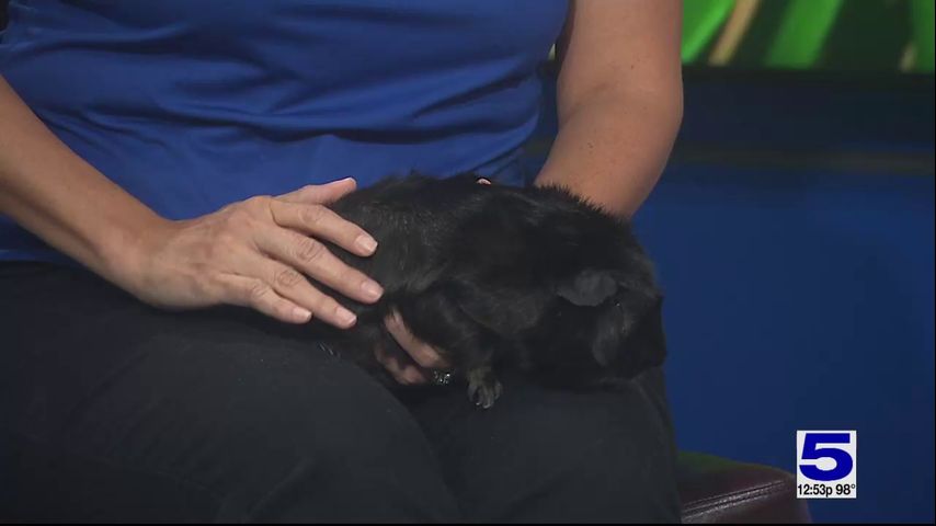 Zoo Guest: Petunio the guinea pig