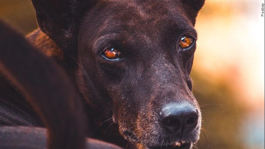 México: Captan a perro paseando con cabeza humana en la boca