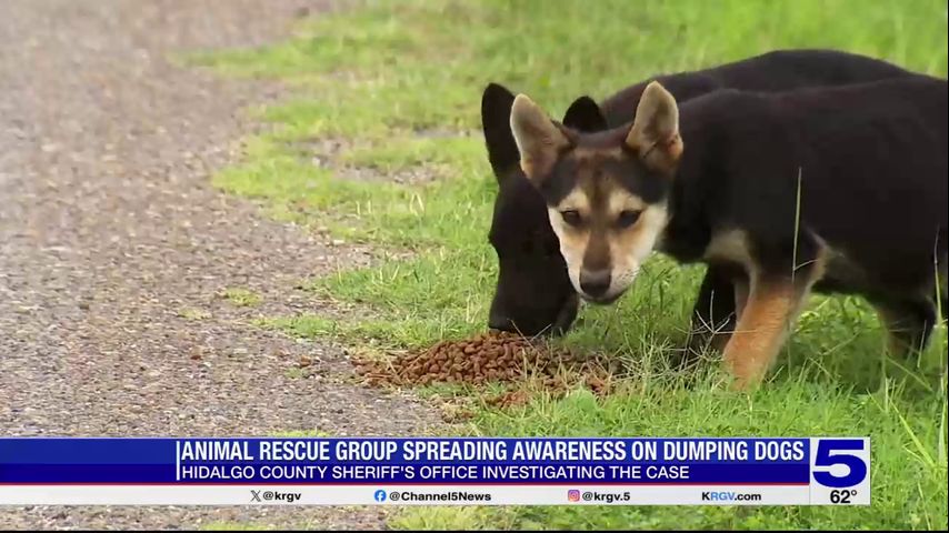 Animal rescue group searching for dogs seen being abandoned in viral video