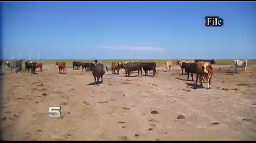 Cattle Fever Tick Causing Problems to Valley Ranchers