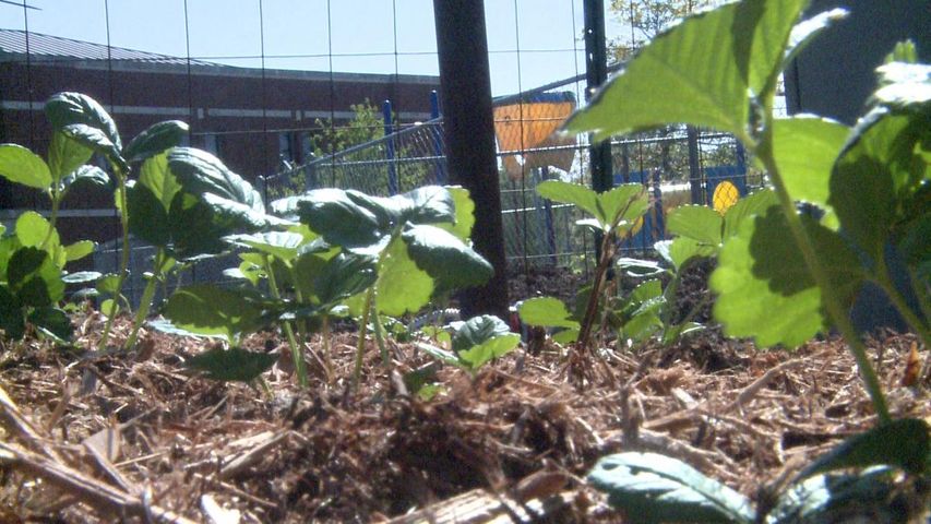 Sprouts Program Gives Children A Reason To Play In The Dirt