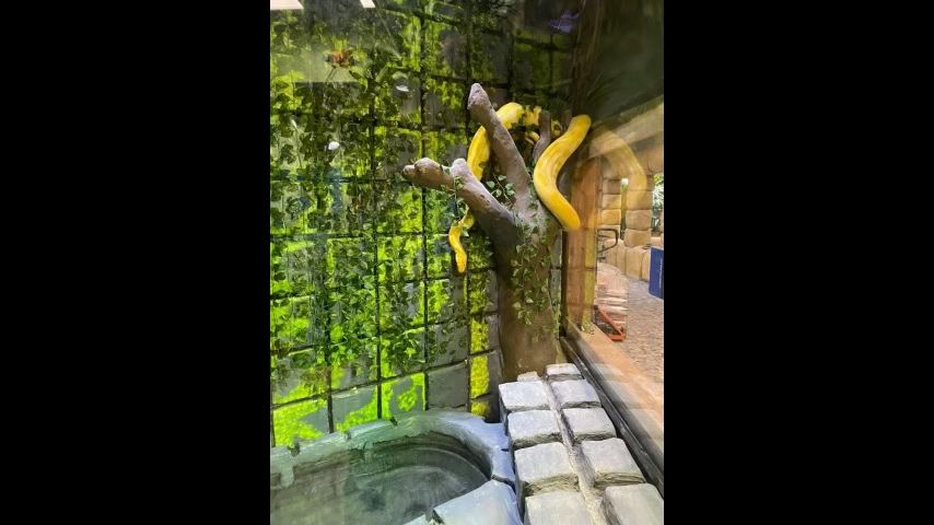 A 12-foot Burmese python has been loose in a Louisiana mall store for days