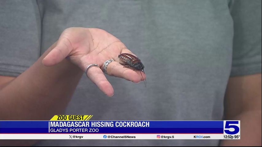 Zoo Guest: Madagascar Hissing Cockroach