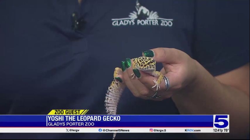 Zoo Guest: Yoshi, the Leopard Gecko