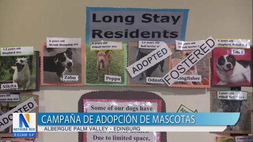 Palm Valley Animal Society realiza campaña de adopción de mascotas en Edinburg