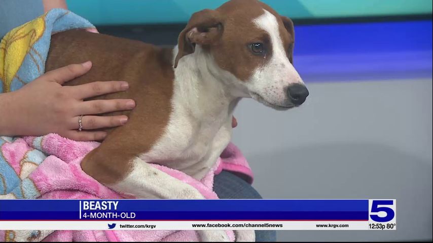 Pet of the Week - Beastly