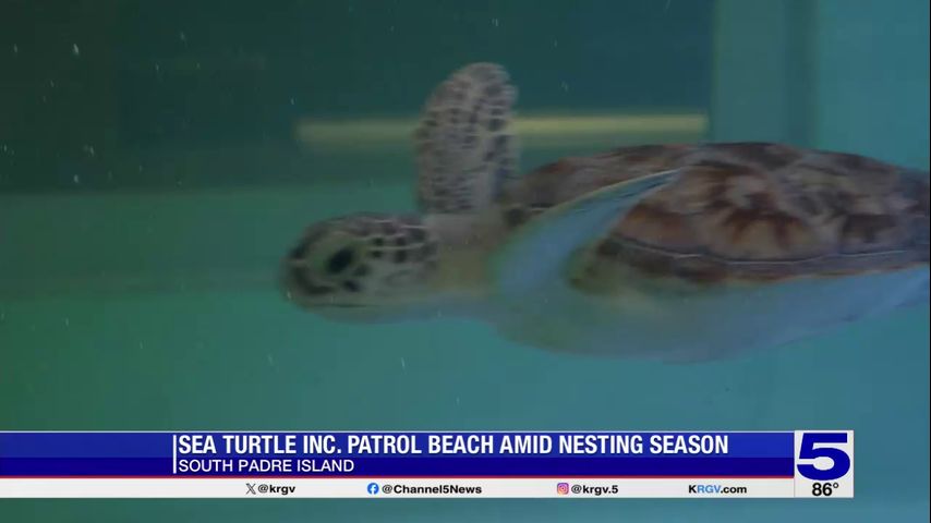 Sea turtle nesting season underway at South Padre Island