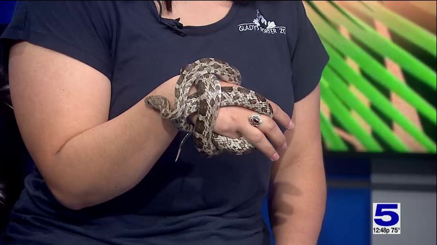 Zoo guest: Pebbles the Great Plains Rat Snake