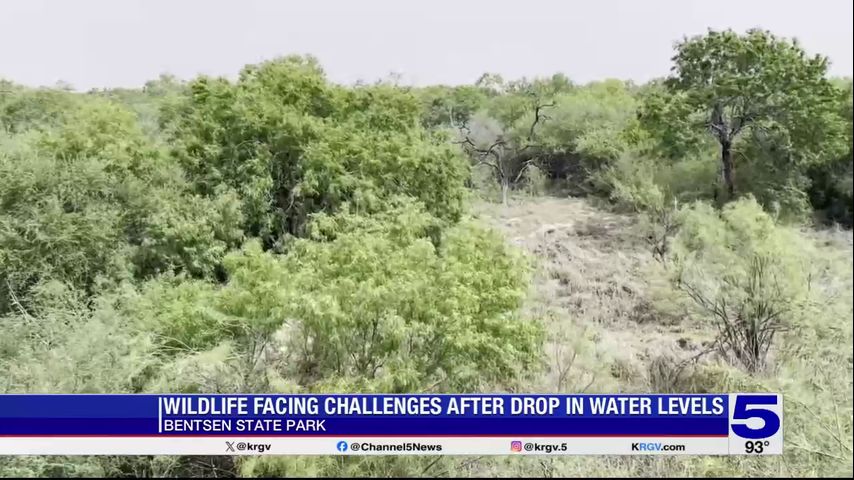 Wildlife facing challenges due to water woes at Bentsen state park