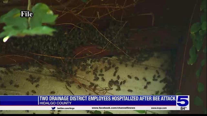 Hidalgo County employees sent to hospital after stung by bees more than 100 times