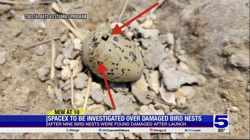 SpaceX at Boca Chica is being investigated for damaged bird nests cause by recent launch