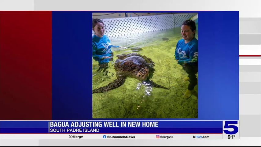 Hawksbill sea turtle, Bagua, adjusting well at South Padre Island