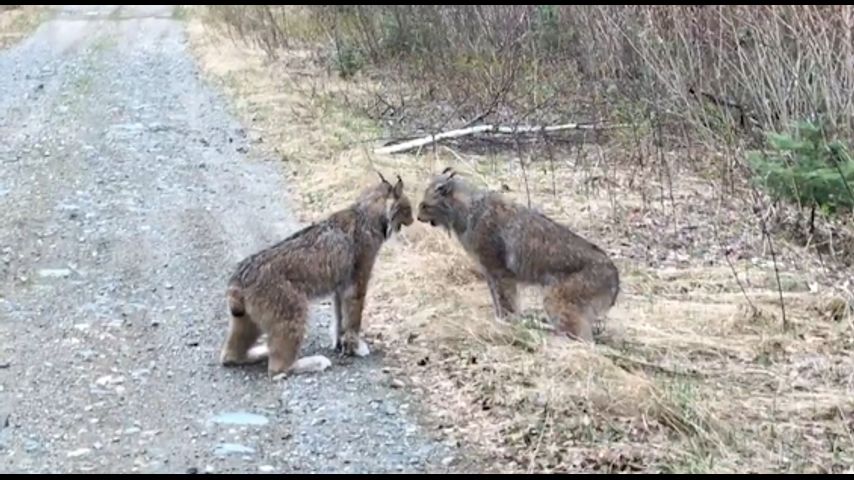 Watch Argument Between Screeching Lynxes Goes Viral 3429