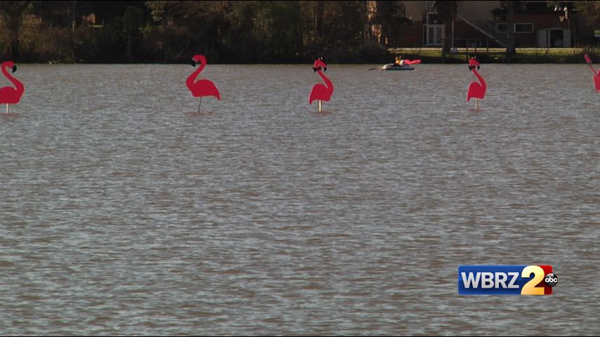Spanish Town Flamingos Make Their Annual Visit To Lsu Lakes