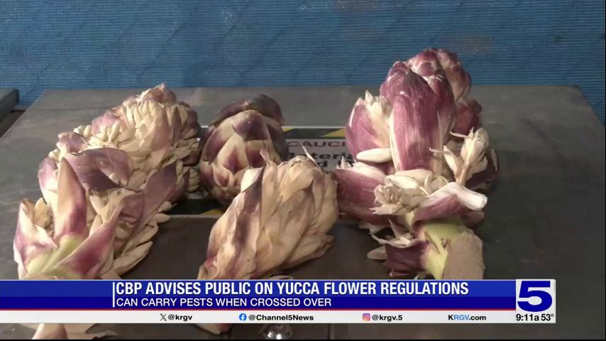 CBP issues advisory against crossing with yucca flowers