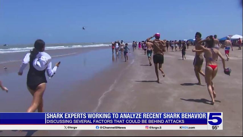 Experts continue analyzing South Padre Island shark attacks