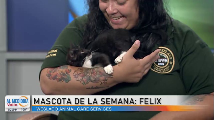 Comunidad: ¡Conozca a nuestra mascota de la semana, el gato Felix!