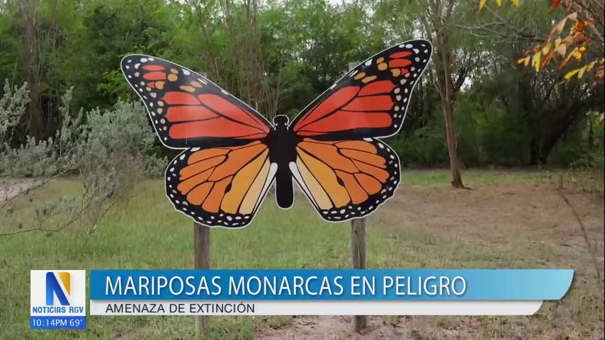 Mission evalúa considerar a las mariposas monarcas en peligro de extinción