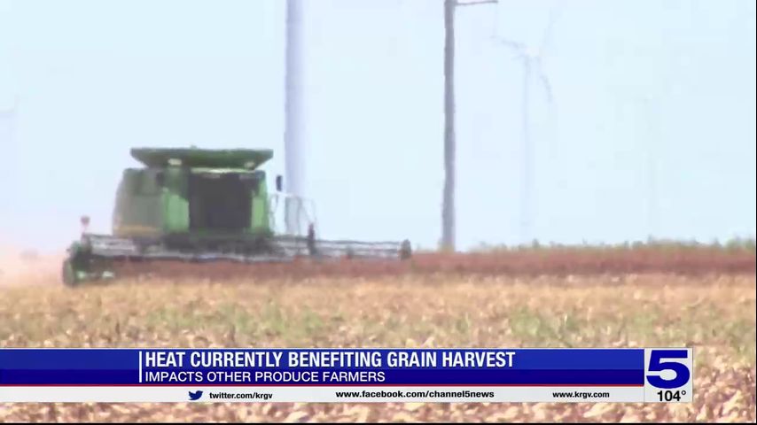 Heat benefiting grain harvest, impacting other local produce farmers