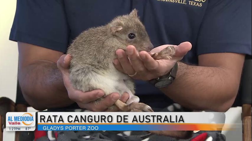 Desde el Zoológico: La rata canguro de Australia