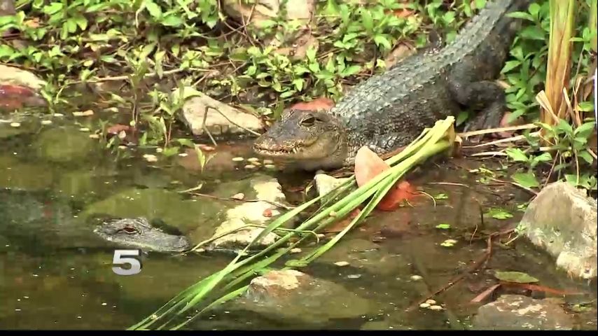 New Sanctuary Brings in 51 Alligators to South Padre Island