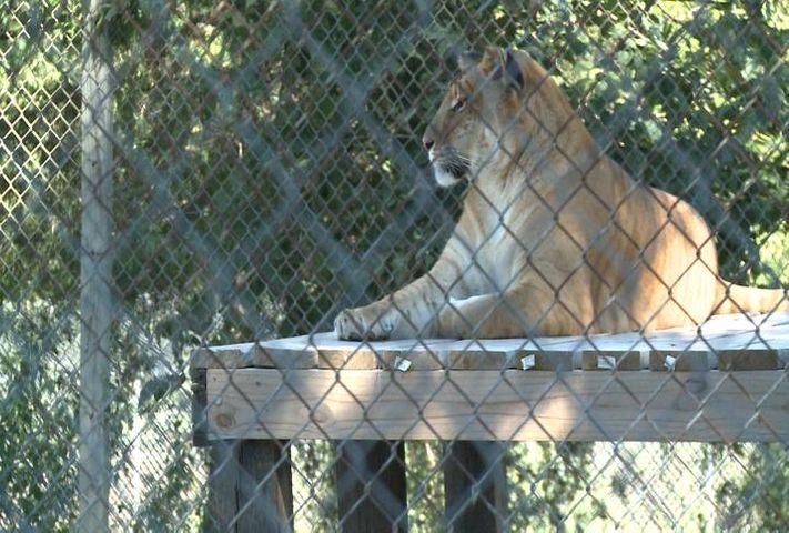 Columbia Couple Hosts Open House At Exotic Animal Rescue Farm