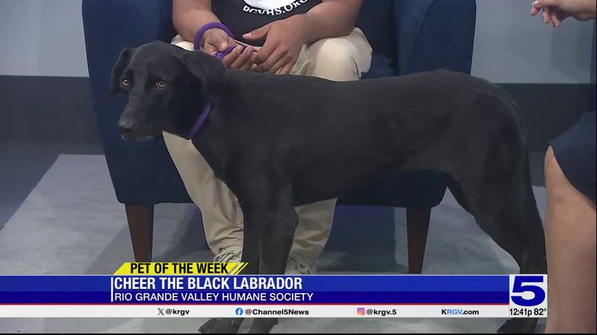 Pet of the Week: Cheer, the black Labrador