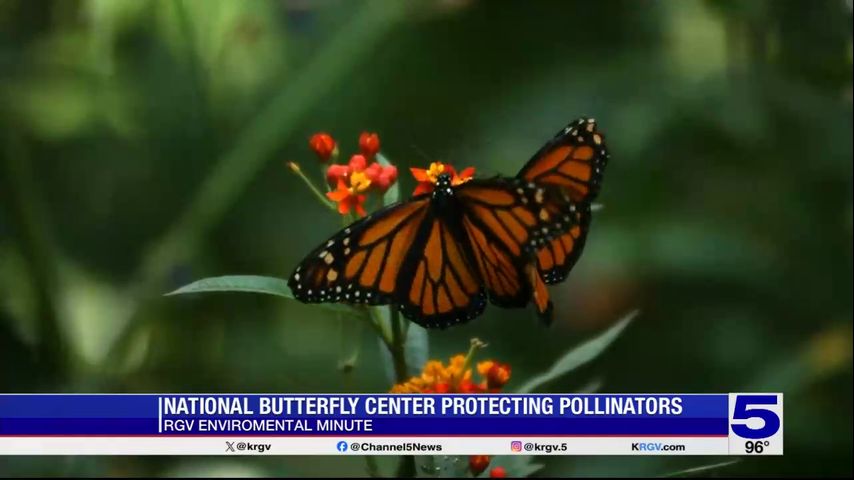 RGV Environmental Minute: The National Butterfly Center discusses pollinators in the Valley