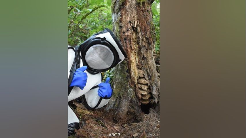 First Murder Hornet Nest Of 2021 Destroyed In Washington