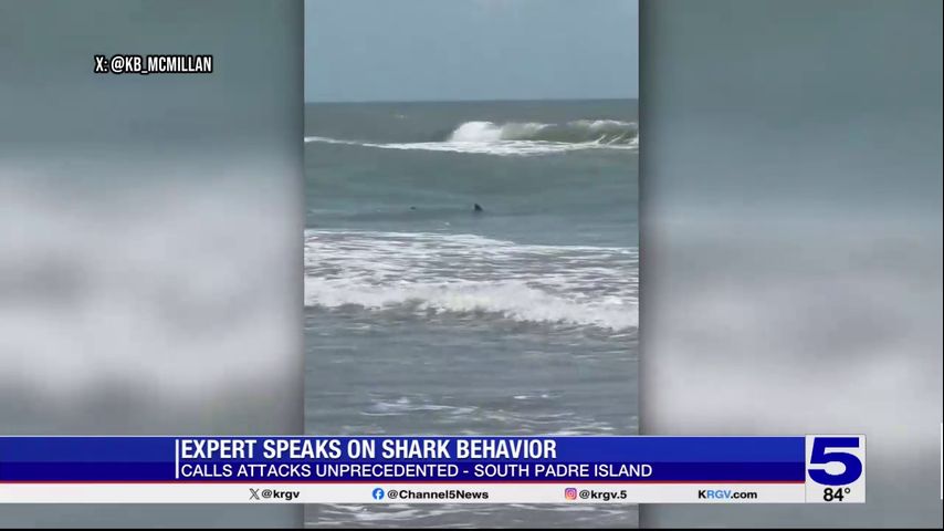 Experts discuss ‘unusual’ South Padre Island shark attacks