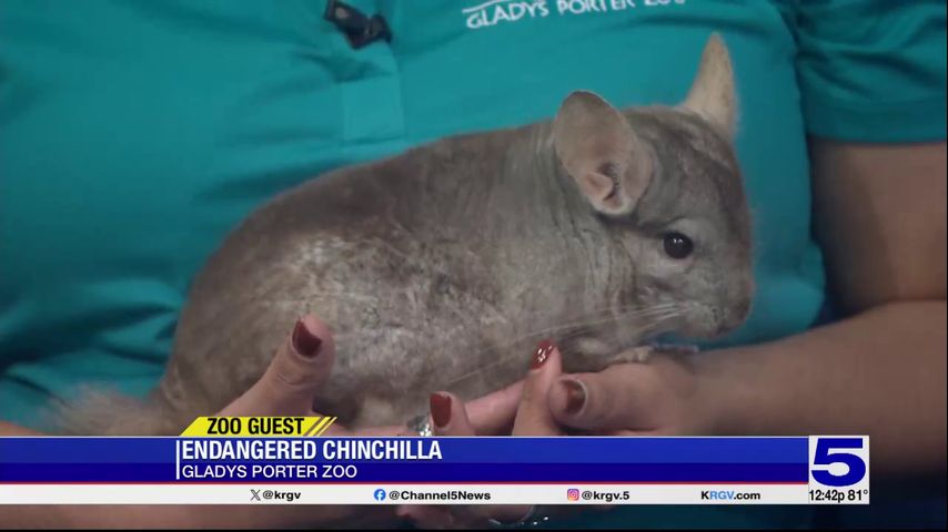 Zoo Guest: The endangered Chinchilla