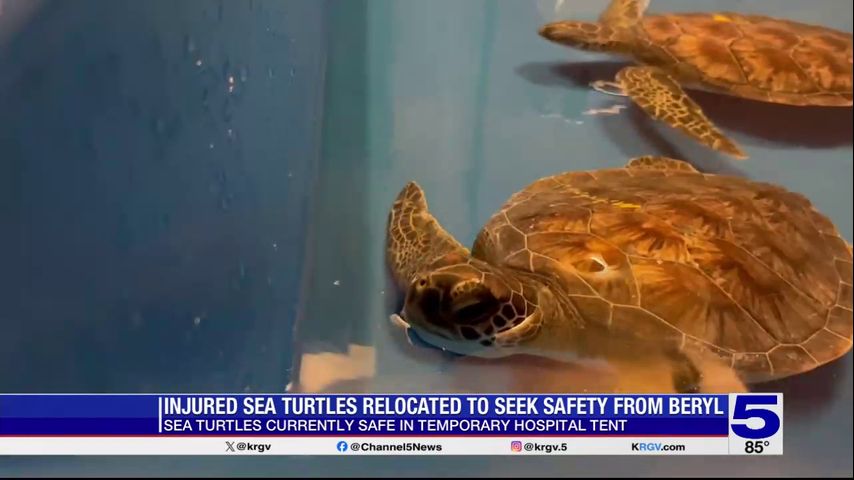 Injured sea turtles at South Padre Island removed to seek safety from Tropical Storm Beryl