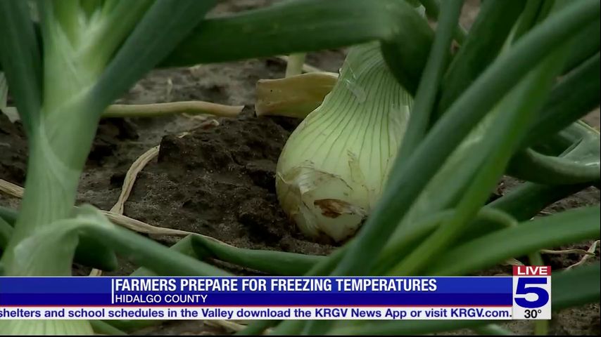 Valley vegetable growers prepare to protect crops from freezing ...