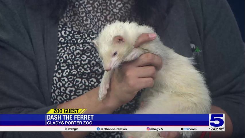 Zoo Guest: Dash the Ferret