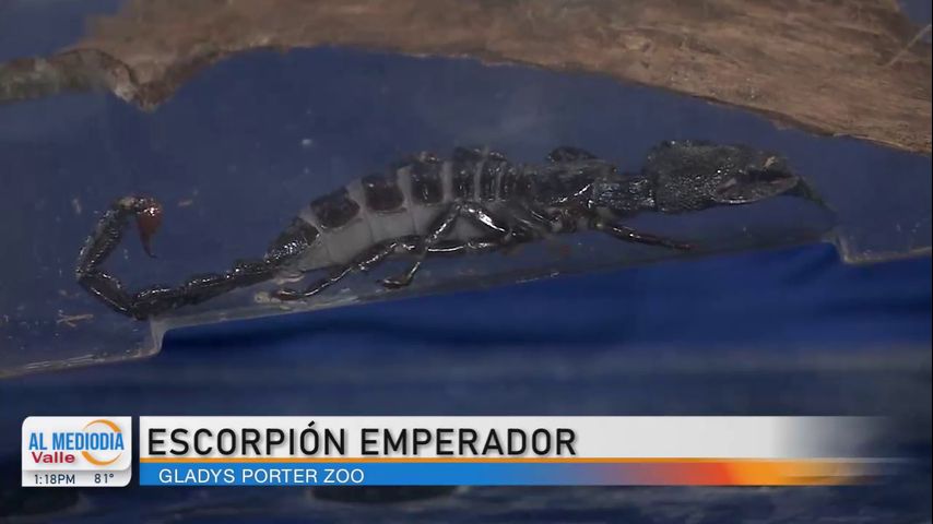 Desde el Zoológico: El escorpión más grande del mundo