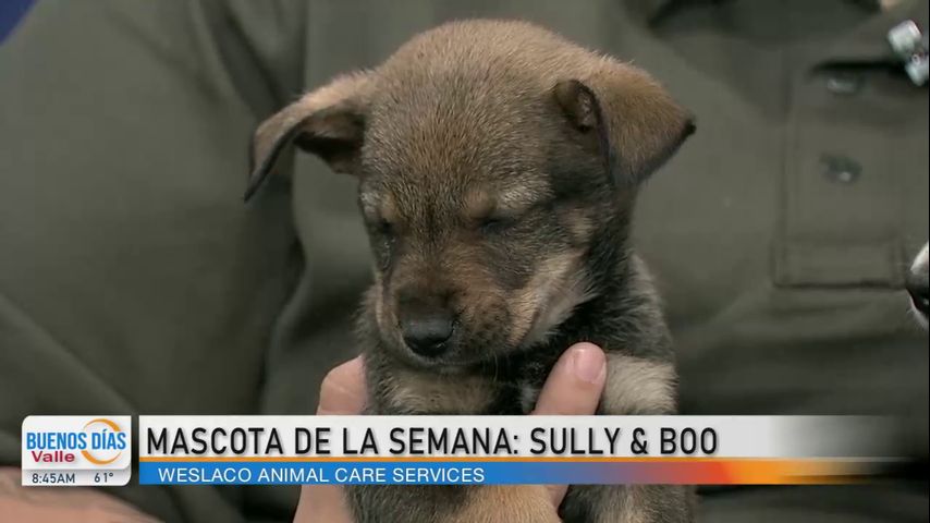 Comunidad: ¡Conozcan a las mascotas de la semana, Sully y Boo!