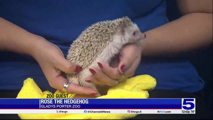 Zoo Guest: Rose the Hedgehog