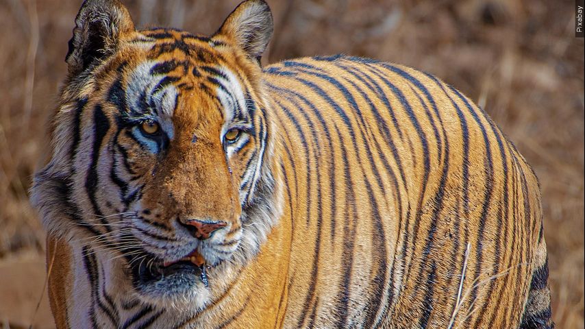 Continúan las labores de búsqueda del tigre fugado en Reynosa