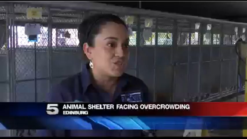 Cities Helping Animal Shelter Deal with Overcrowding