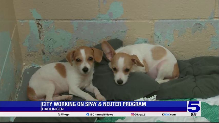 City of Harlingen working on spay and neuter program