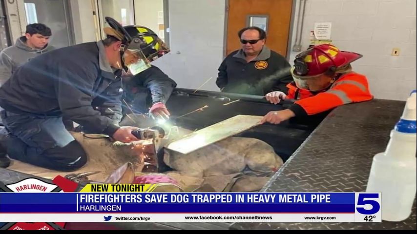 Harlingen firefighters save dog trapped in metal pipe